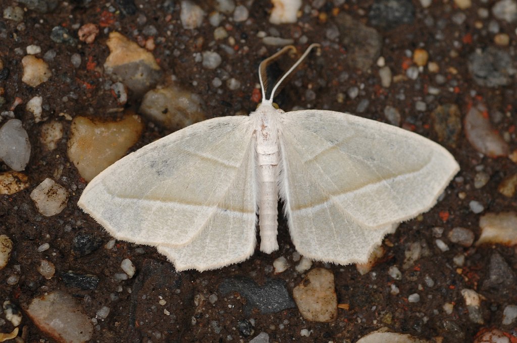 046 2008-09065424 Pointe Rok, MA.JPG - Pale Beauty (Campaea perlata). Pointe Rok, MA, 9-6-2008